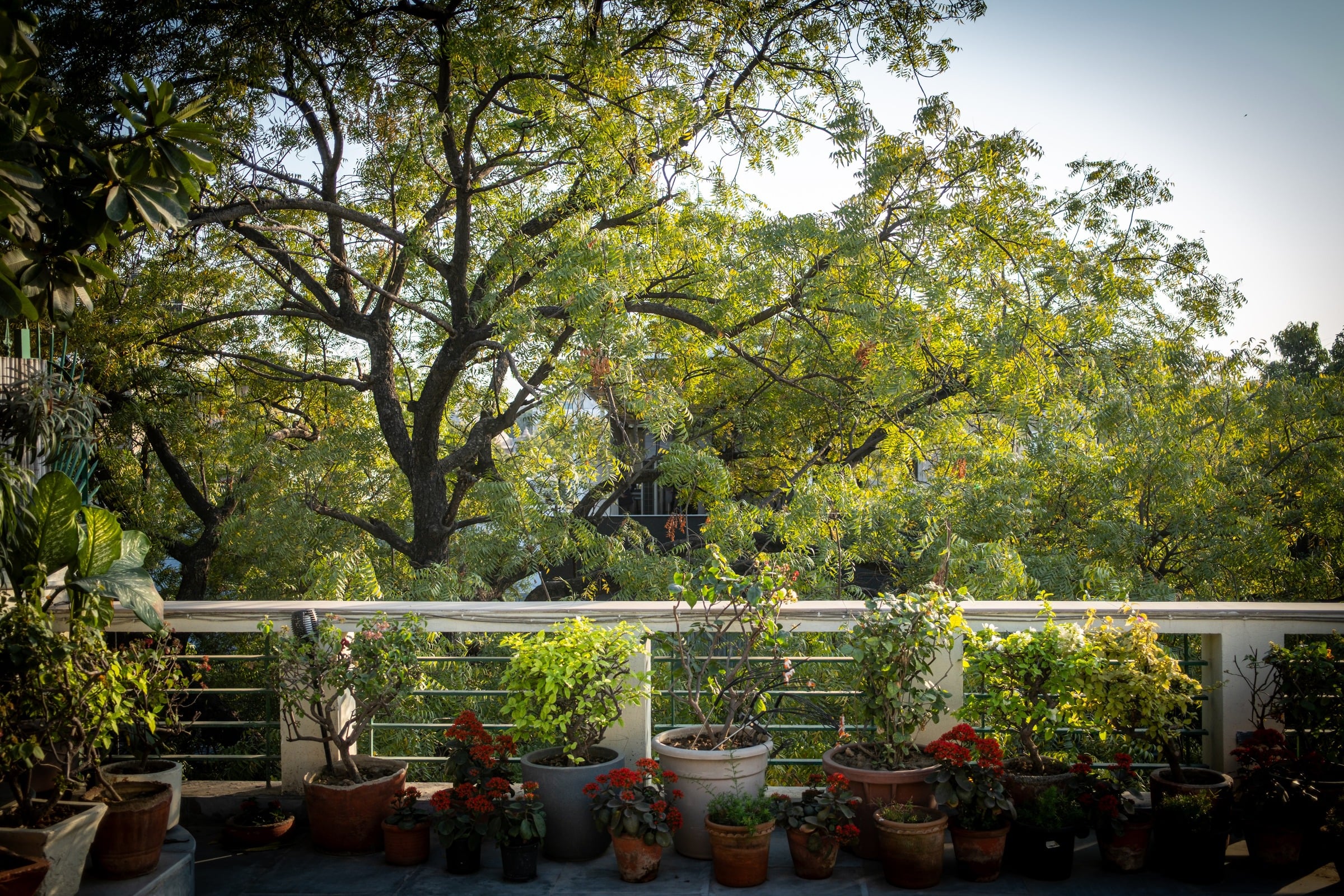 Roof garden and neem tree view from the atelier